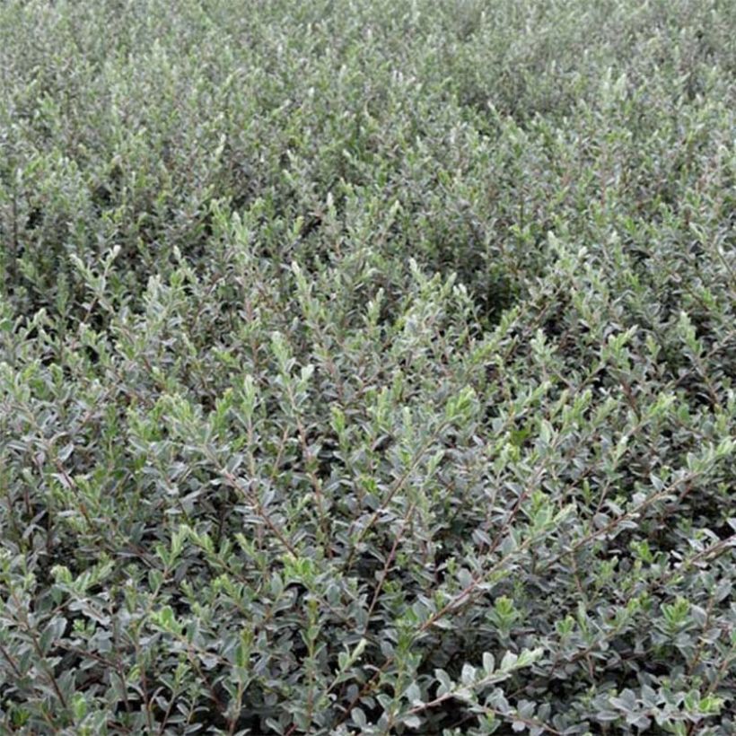 Salix repens Nitida - Saule rampant  (Foliage)