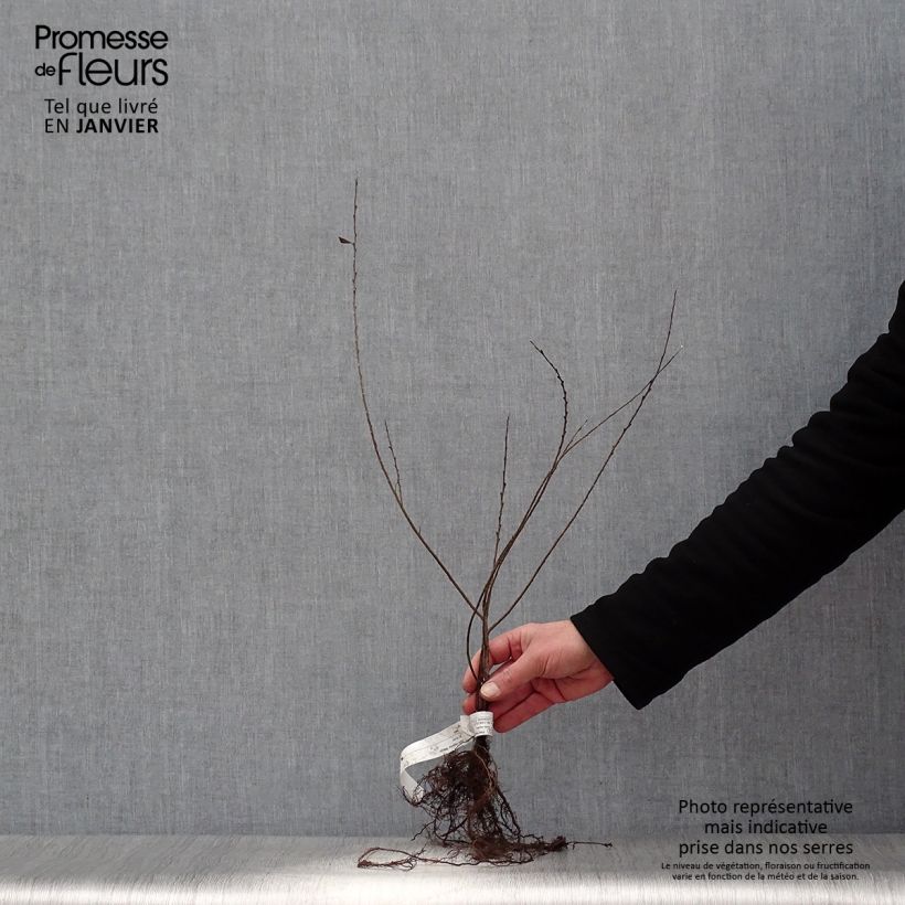 Example of Salix repens Nitida - Saule rampant  Racines nues as you get in hiver