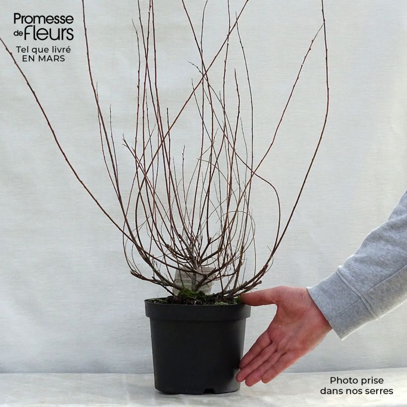 Example of Salix repens - Saule rampant Pot de 2L/3L as you get in printemps
