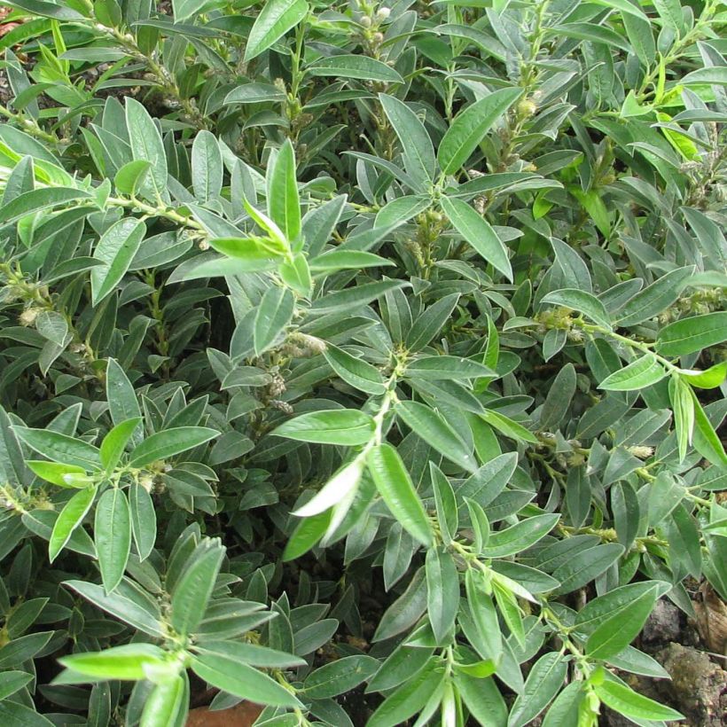 Salix subopposita - Saule nain (Foliage)