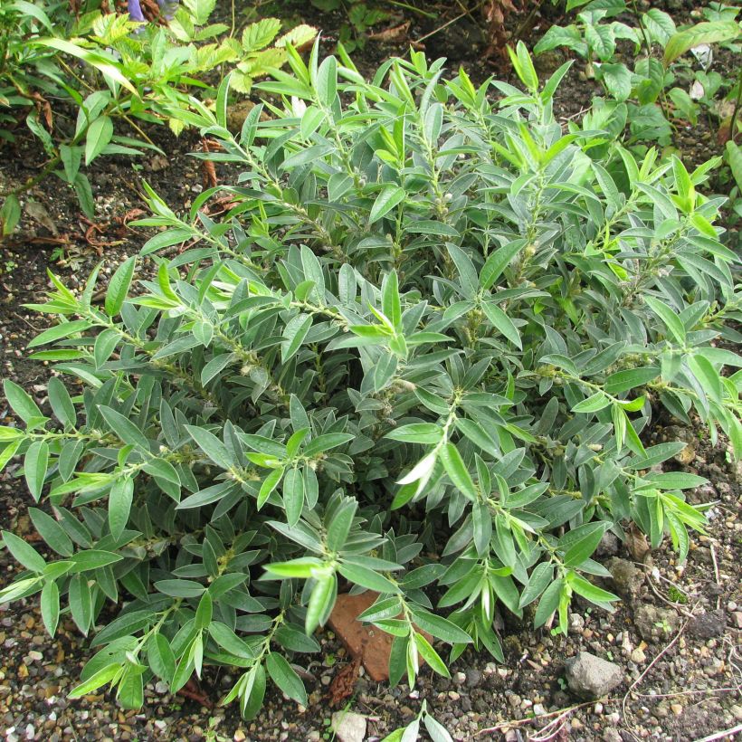 Salix subopposita - Saule nain (Plant habit)
