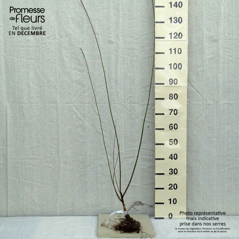 Spécimen de Salix triandra - Osier brun Racines nues tel que livré en hiver