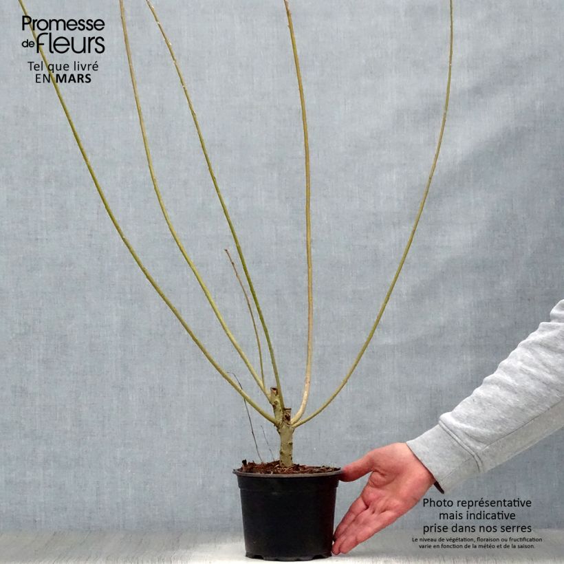 Spécimen de Salix viminalis - Saule des vanniers Pot de 1,5L/2L tel que livré au printemps