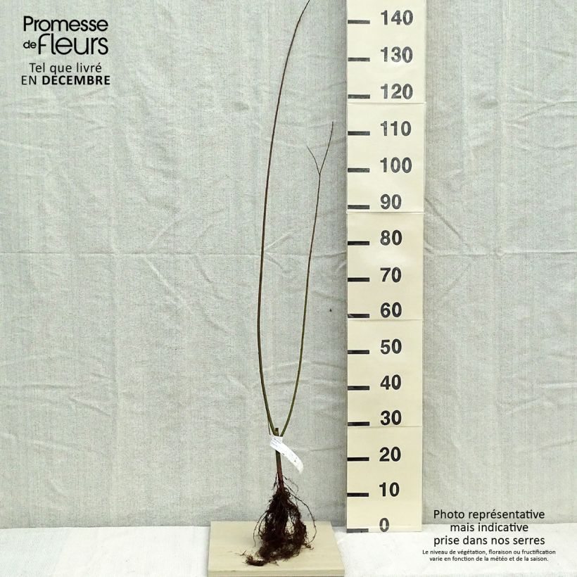 Spécimen de Salix viminalis - Saule des vanniers Racines nues tel que livré en hiver