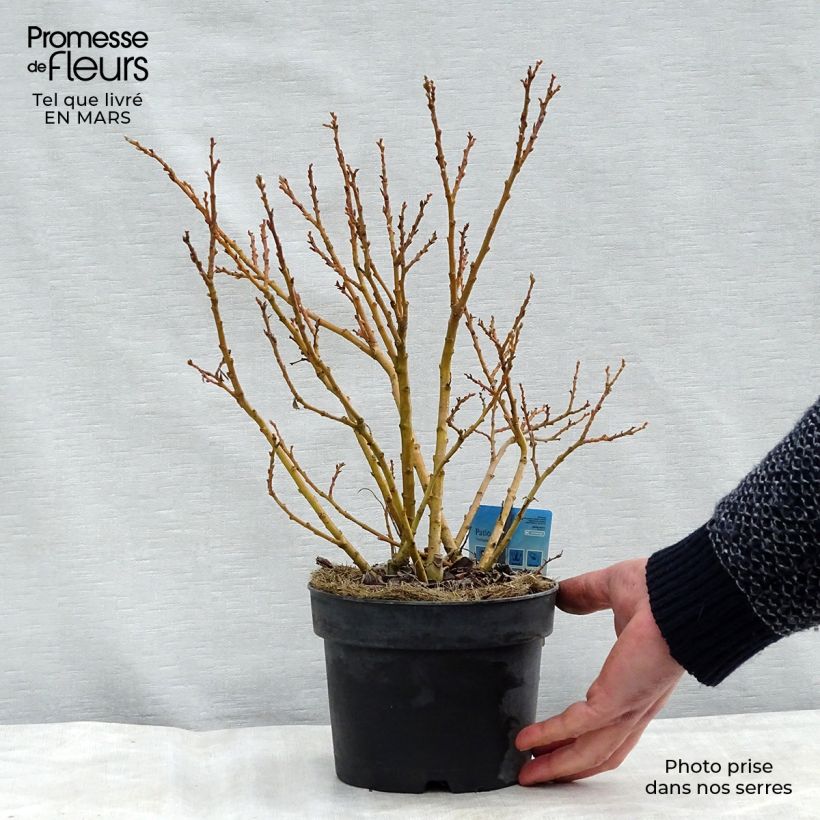 Spécimen de Salix (x) tetrapla - Saule Pot de 2L/3L tel que livré en hiver