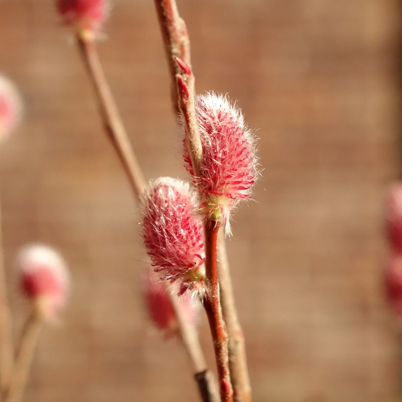 Salix chaenomeloides Mount Aso - Saule japonais (Floraison)