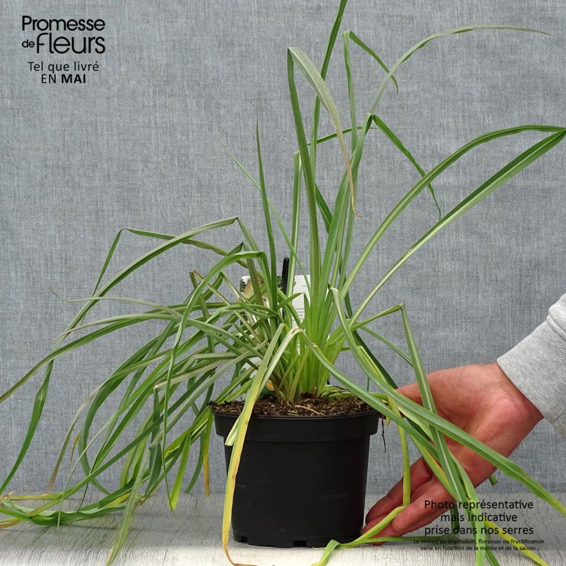 Spécimen de Salsifis cultivé - Tragopogon porrifolius Pot de 1,5L/2L tel que livré au printemps
