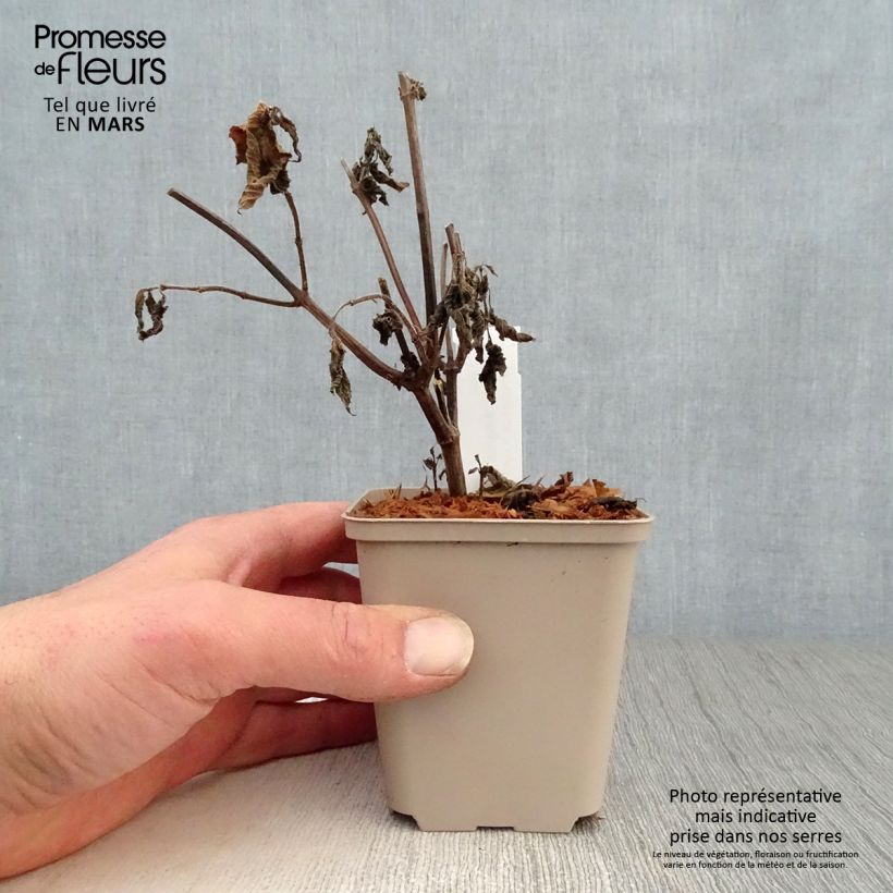 Spécimen de Salvia Amante - sauge hybride Godet de 8/9 cm tel que livré au printemps