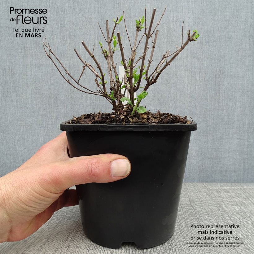 Example of Salvia Delice Feline - Sauge arbustive Pot de 2L/3L as you get in printemps