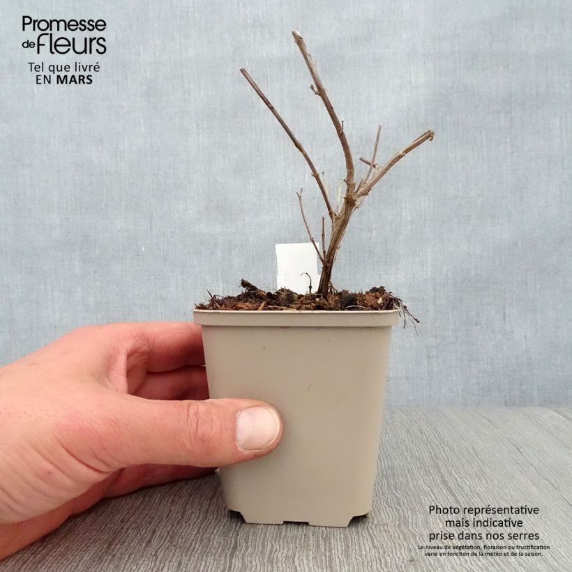 Spécimen de Salvia Delice Gold and Wine - sauge arbustive Godet de 8/9 cm tel que livré au printemps