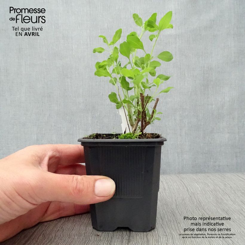 Example of Salvia Dyson's Joy - Sauge arbustive Godet de 8/9 cm as you get in printemps