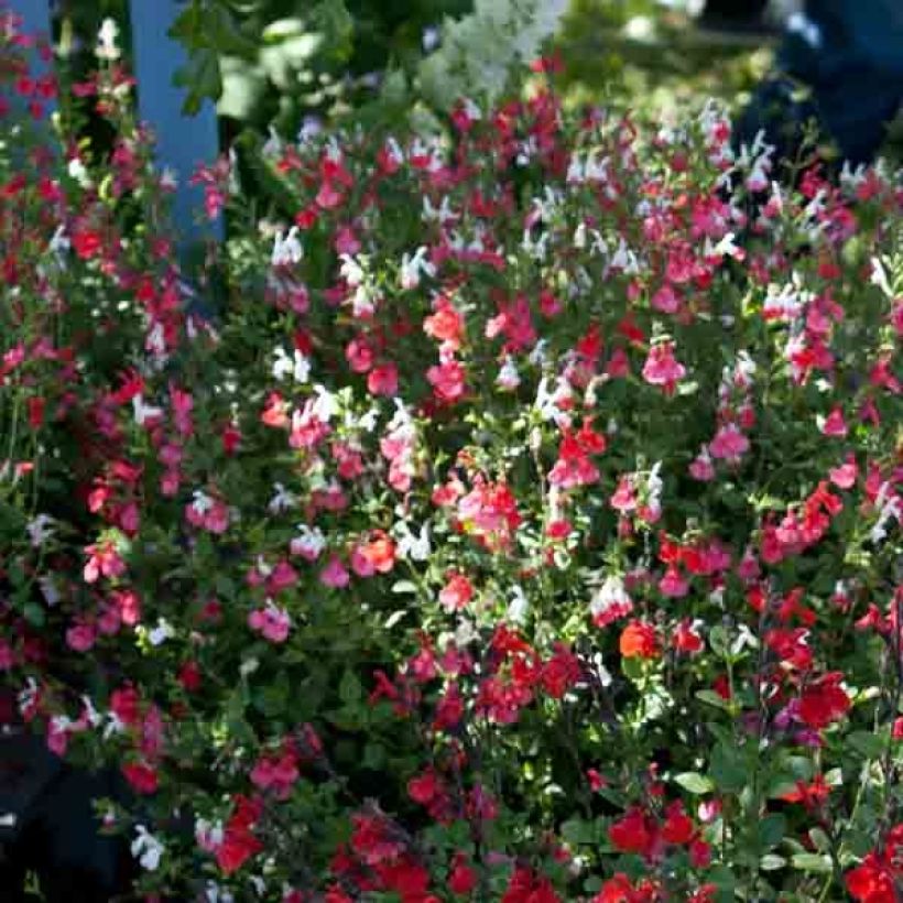 Sauge arbustive - Salvia microphylla Hot Lips (Port)