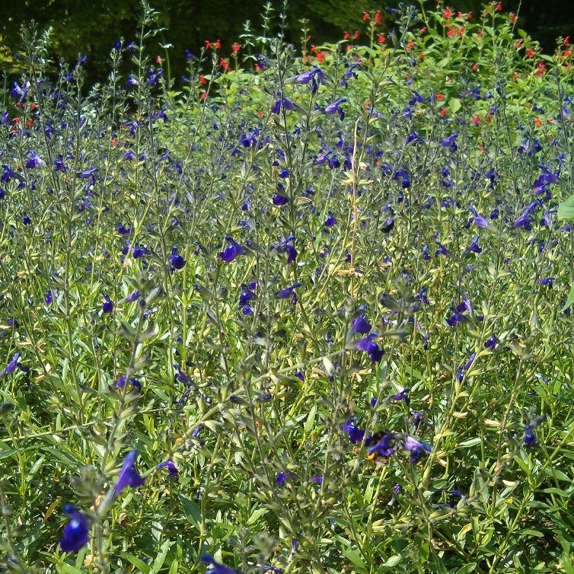 Sauge de Coahuila - Salvia coahuilensis (Port)
