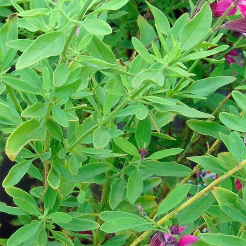 Sauge arbustive Icing Sugar - Salvia greggii  (Foliage)