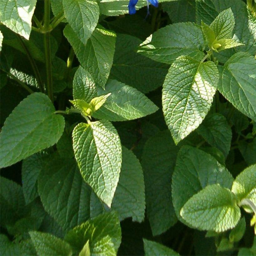 Sauge arbustive - Salvia guaranitica Black and Blue (Foliage)