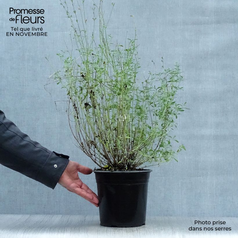Spécimen de Sauge arbustive Violette de Loire - Salvia jamensis Pot de 2L/3L tel que livré en automne