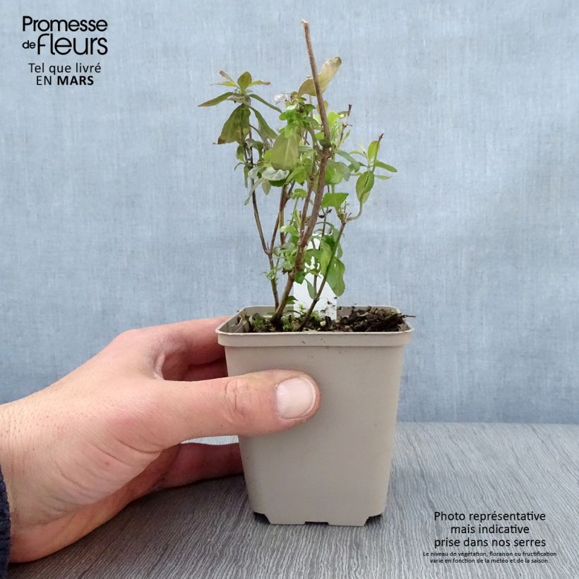 Spécimen de Salvia microphylla Delice Aquamarine - sauge arbustive Godet de 8/9 cm tel que livré au printemps