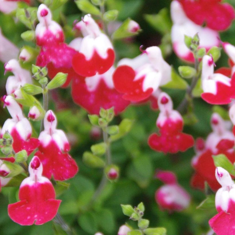 Salvia microphylla Little Kiss - sauge arbustive (Flowering)