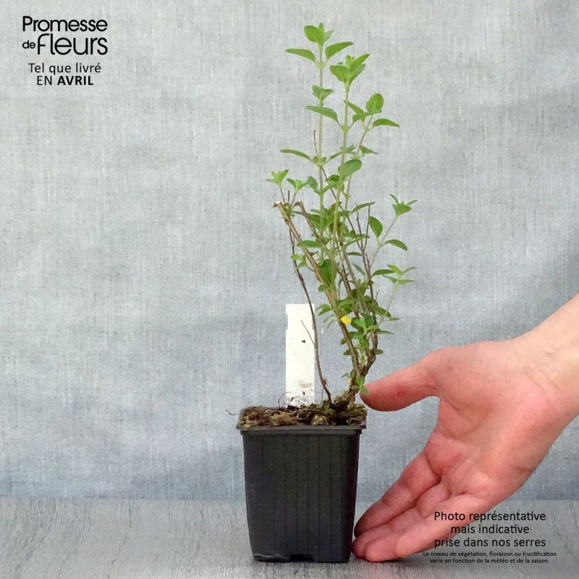 Spécimen de Sauge arbustive - Salvia microphylla Royal Bumble Godet de 8/9 cm tel que livré au printemps