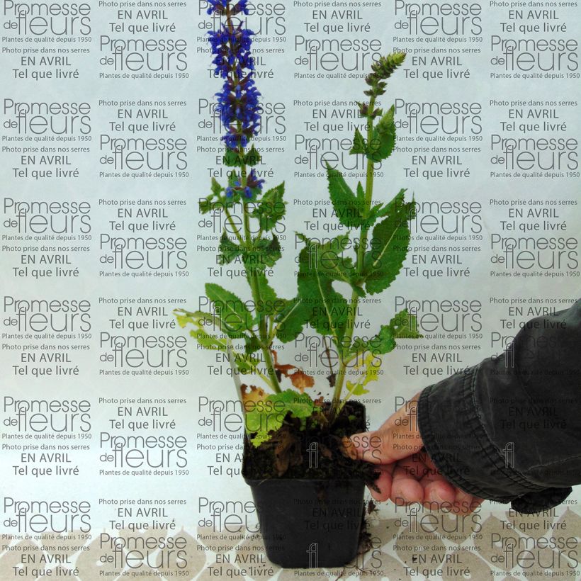 Exemple de spécimen de Salvia nemorosa April Night - Sauge des bois Godet de 8/9 cm tel que livré