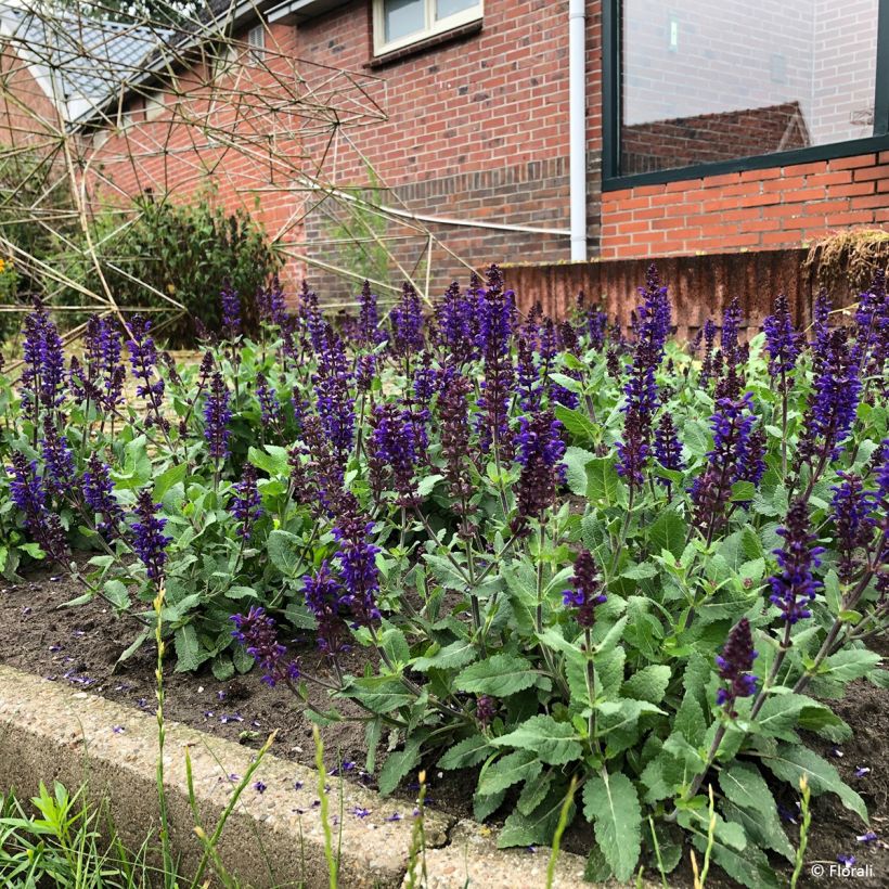 Salvia nemorosa Bazuin Dark Night - Sauge des bois (Port)