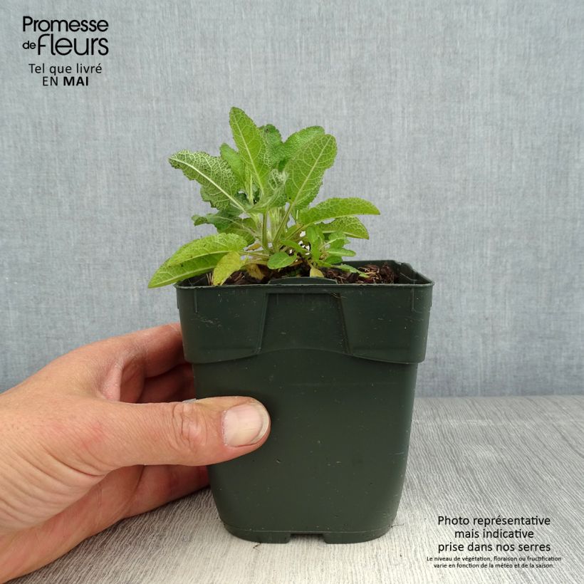 Spécimen de Salvia nemorosa Blue Marvel - Sauge des bois Godet de 8/9 cm tel que livré au printemps