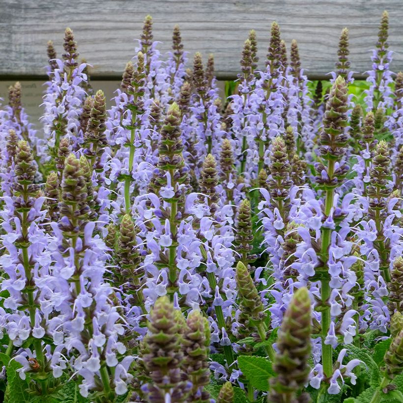 Salvia nemorosa Bumblesky (Floraison)