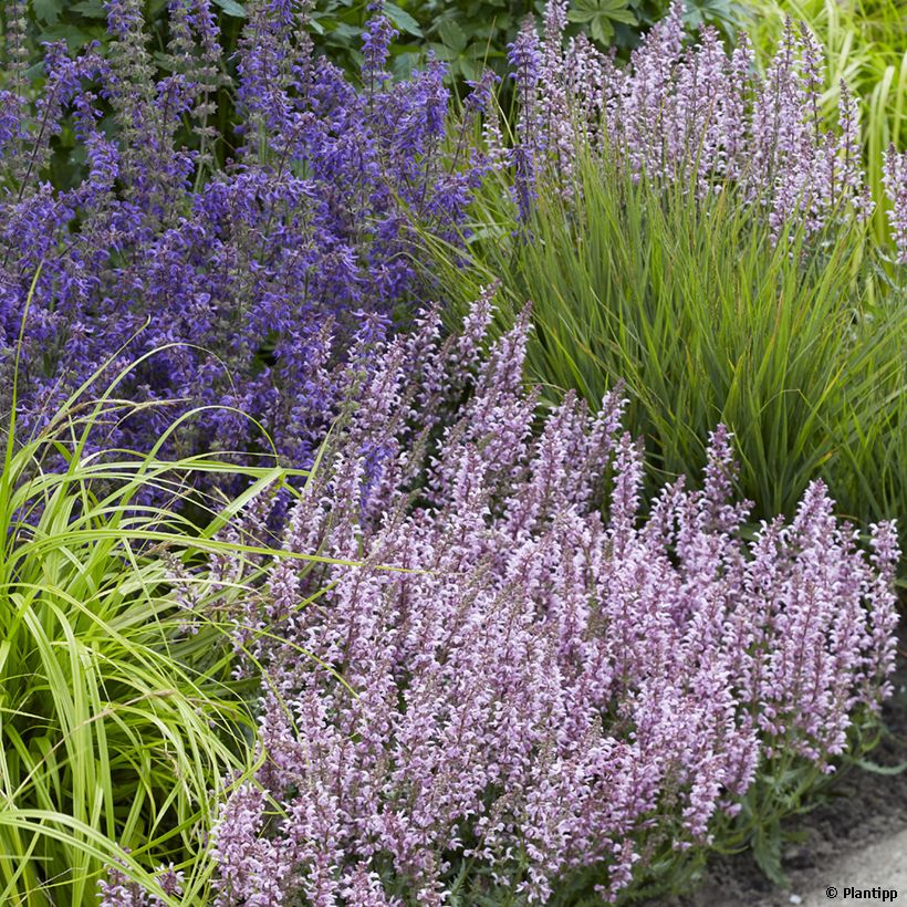 Salvia nemorosa Feathers Flamingo - Sauge des bois  (Port)