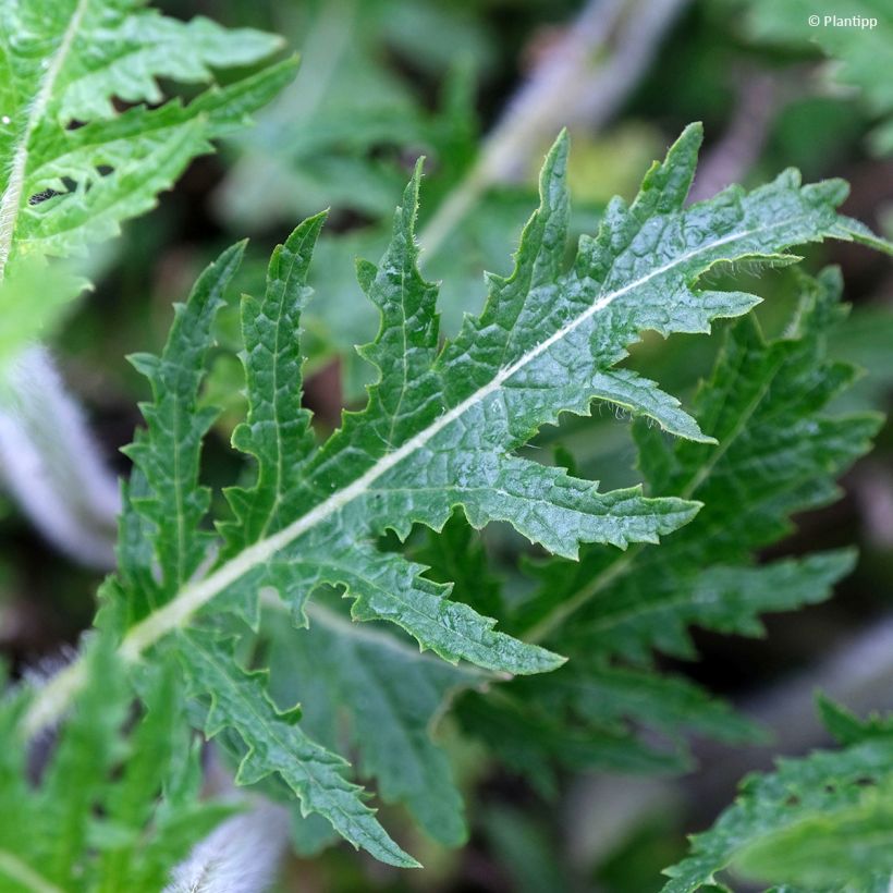 Salvia Feathers Peacock - Sauge hybride (Feuillage)