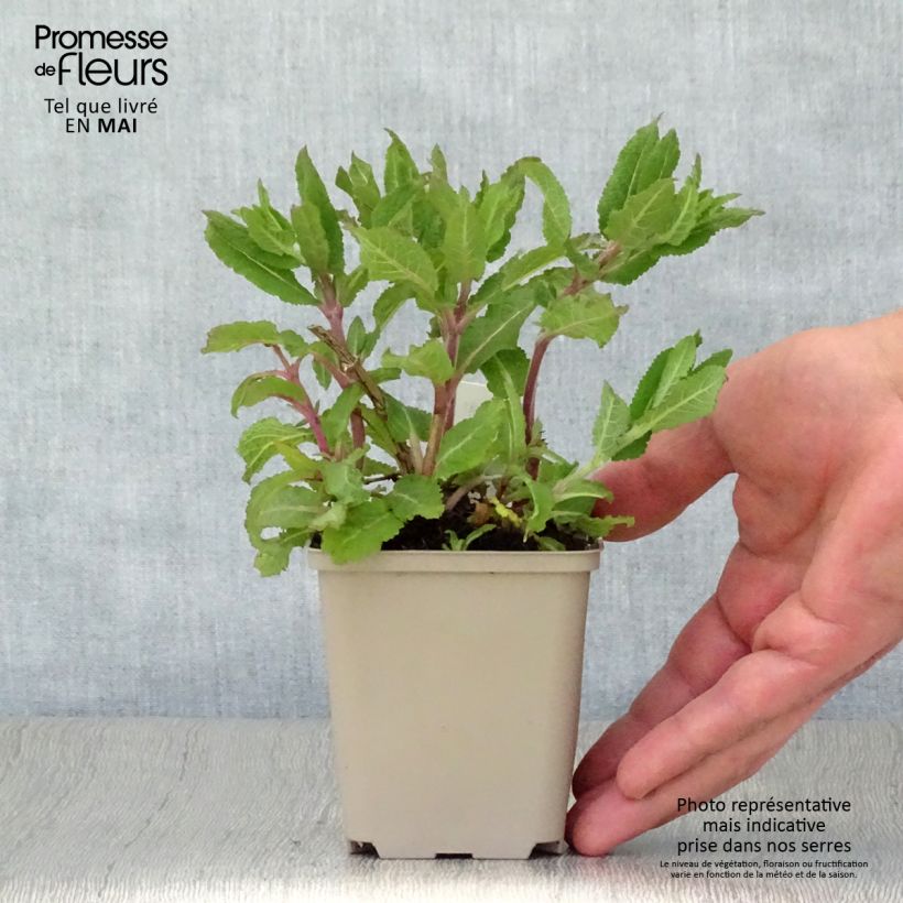 Spécimen de Salvia nemorosa Lubecca - Sauge des bois Godet de 8/9 cm tel que livré au printemps