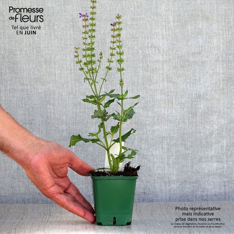 Spécimen de Salvia nemorosa Mainacht - Sauge des bois bleu violet Godet de 8/9 cm tel que livré en été
