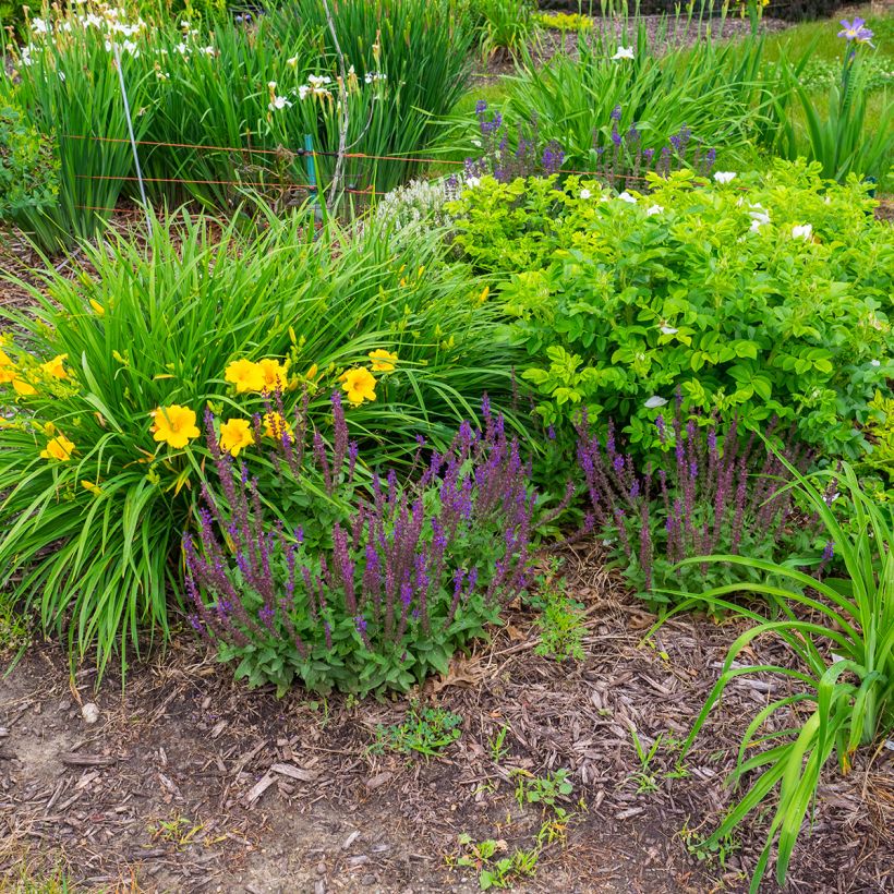 Salvia nemorosa Marcus Haeumanarc - Sauge des bois (Port)