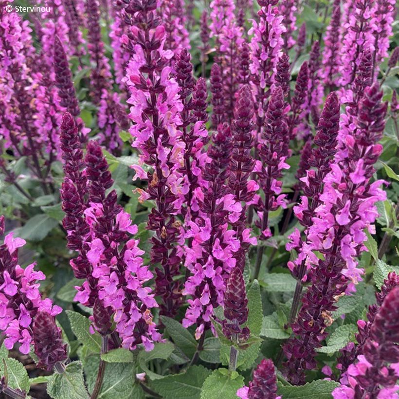 Salvia nemorosa Midnight Rose - Sauge des bois (Floraison)
