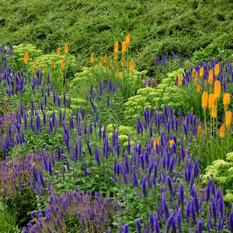 Salvia nemorosa Ostfriesland - Sauge des bois (Plant habit)