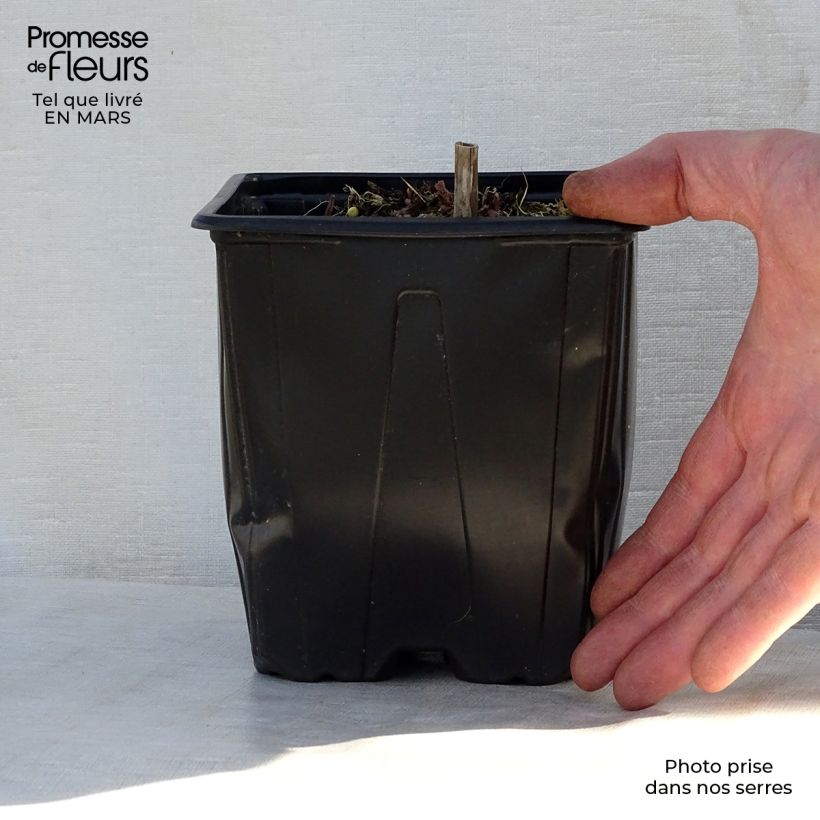 Example of Salvia nemorosa Ostfriesland - Sauge des bois Pot de 2L/3L as you get in printemps