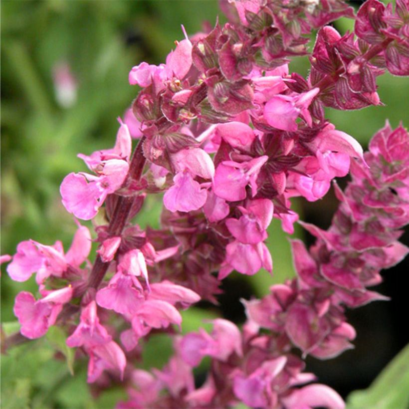 SALVIA nemorosa Rose Queen (Rosakönigin) - Sauge des bois  (Floraison)