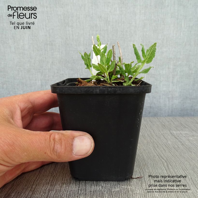 Spécimen de Salvia nemorosa Salute White - Sauge des bois Godet de 8/9 cm tel que livré au printemps