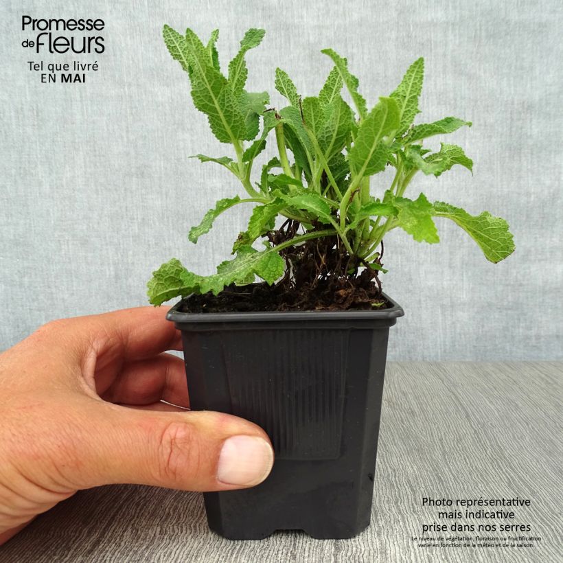 Spécimen de Salvia nemorosa Schneehügel - Sauge des bois Godet de 8/9 cm tel que livré au printemps