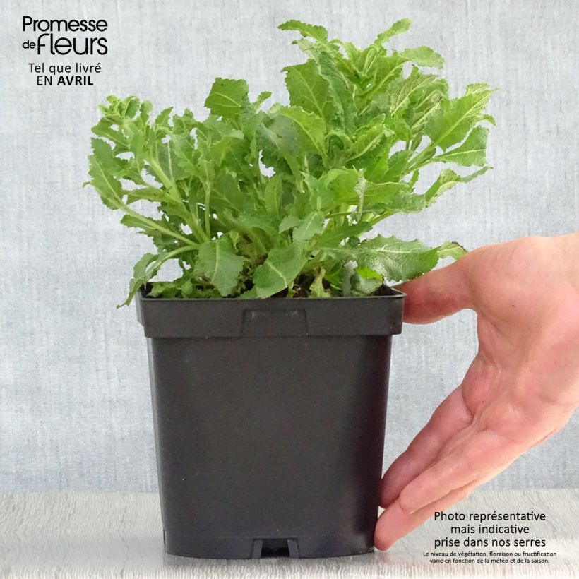 Spécimen de Salvia nemorosa Schneehügel - Sauge des bois Pot de 2L/3L tel que livré au printemps