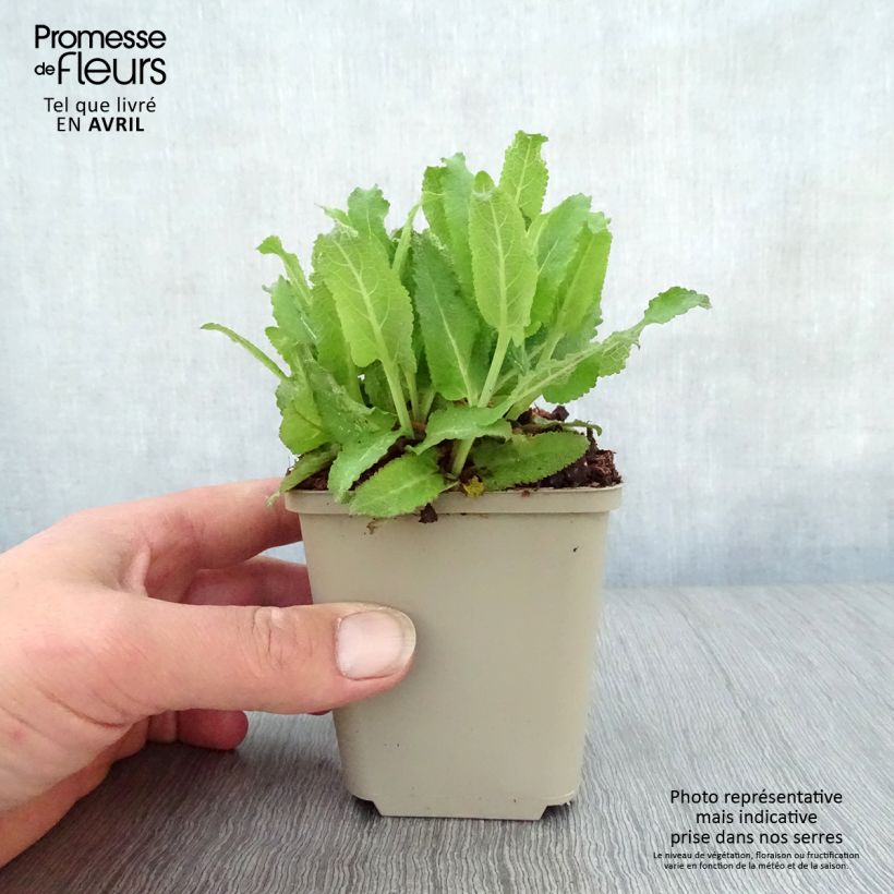 Spécimen de Salvia nemorosa Sensation Rose - Sauge des bois rose clair Godet de 8/9 cm tel que livré au printemps