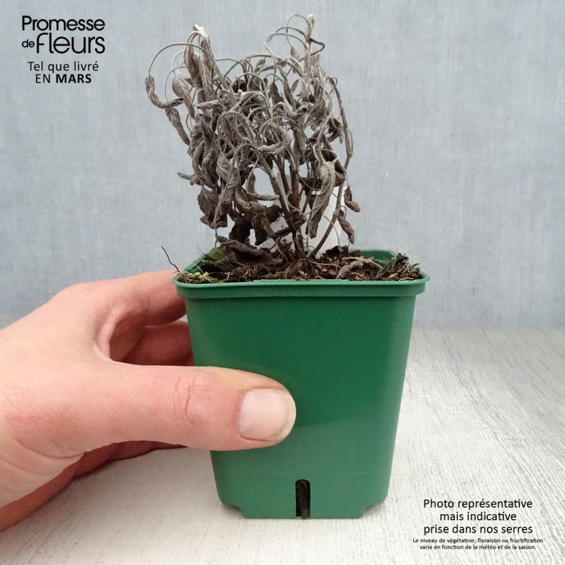 Spécimen de Salvia officinalis Icterina - Sauge officinale Icterina Godet de 8/9 cm tel que livré au printemps