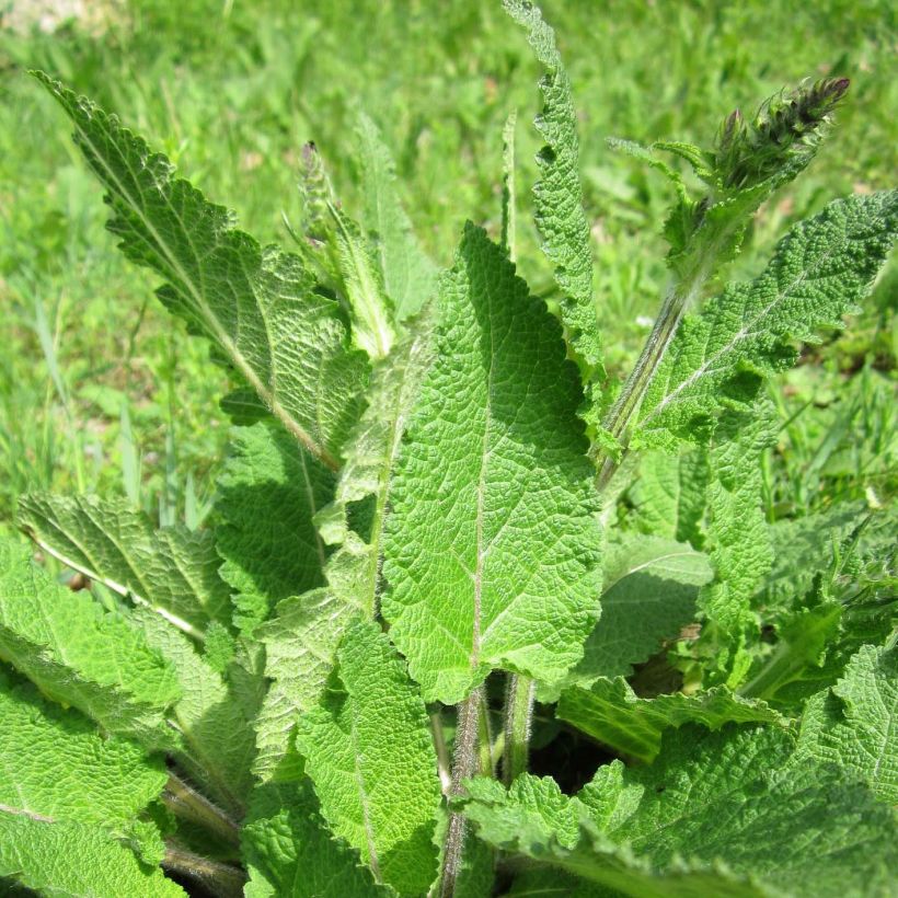 Salvia pratensis - Sauge des prés (Foliage)