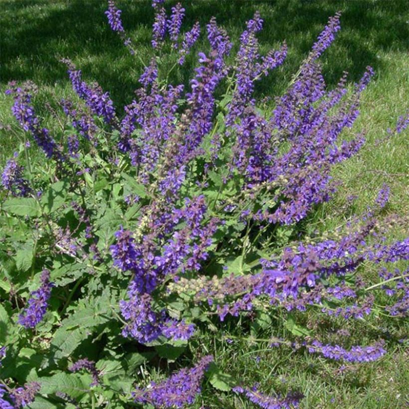 Salvia pratensis - Sauge des prés (Flowering)
