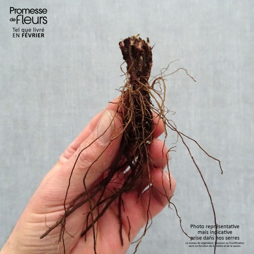 Spécimen de Salvia pratensis Lyrical Blues - Sauge des près Racines nues, Qualité premium tel que livré en hiver