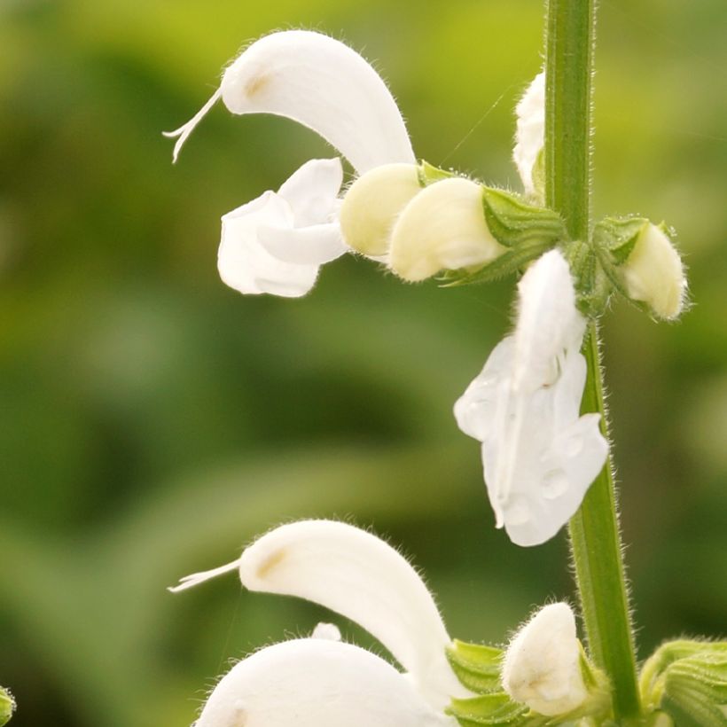 Salvia pratensis Swan Lake - Sauge des près (Floraison)