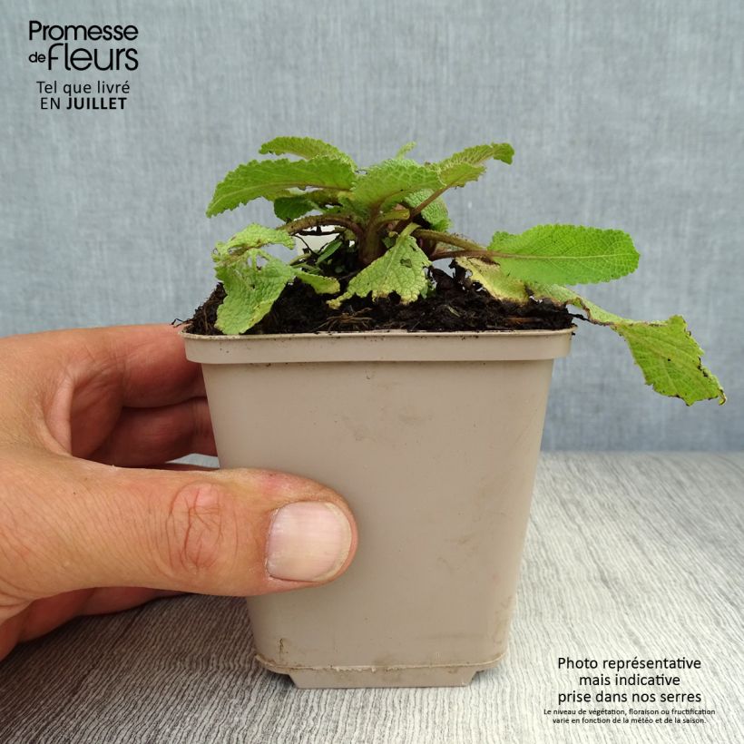 Spécimen de Salvia pratensis Twilight Serenade - Sauge des près Godet de 8/9 cm tel que livré en été