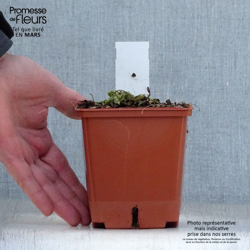 Spécimen de Salvia pratensis Vanity Flair - Sauge des près  Pot de 1L/1,5L tel que livré au printemps