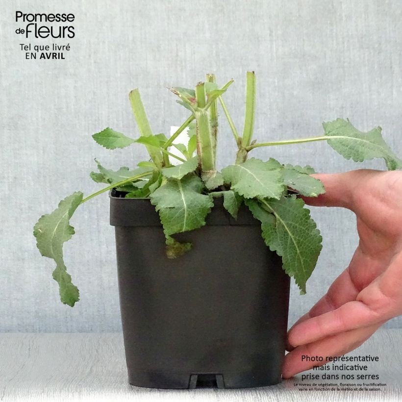 Example of Salvia superba Blaukönigin (Reine des Bleues) - Sauge des bois Pot de 2L/3L as you get in printemps