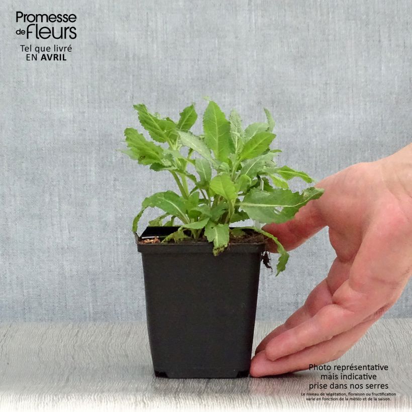 Spécimen de Salvia superba Reine Rose - Sauge des bois Godet de 8/9 cm tel que livré au printemps