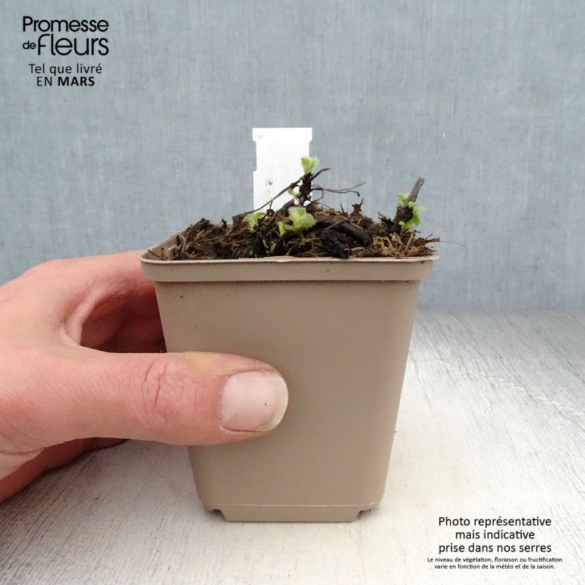 Spécimen de Salvia verticillata Alba - Sauge verticillée Godet de 8/9 cm tel que livré au printemps